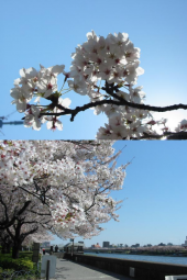 まだまだきれい♪ 画像3