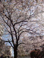 ＊桜まつり2011＊　散りぎわの桜。 画像3