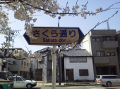桜ツーリング♪ 画像1