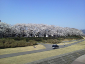桜ツーリング♪ 画像2