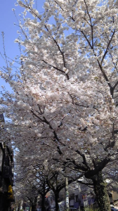 ＊桜まつり2011＊　朝の桜、ふたたび。 画像1