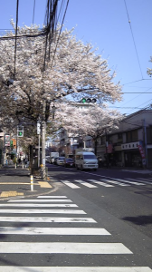 ＊桜まつり2011＊　朝の桜、ふたたび。 画像2