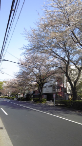 ＊桜まつり2011＊　朝の桜、ふたたび。 画像3