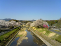 花見ランin八王子♪