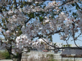 近場の桜 画像1