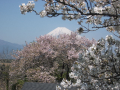 富士山と桜
