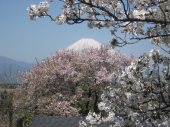 富士山と桜 画像1