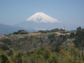 富士山と桜 画像2
