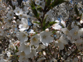 富士山と桜 画像3