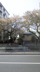 ＊桜まつり2011＊　仕舞いの桜。 画像2