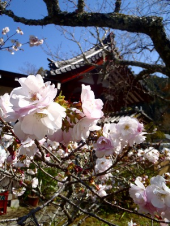 観心寺の桜 画像3