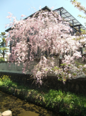 蔵の街「栃木」 画像3