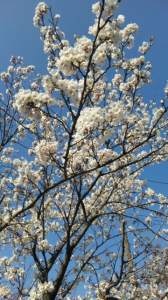 新潟も桜･･･満開よぉ～～～ 画像1
