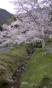 花見しました(^O^) 画像1
