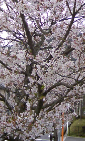 花見しました(^O^) 画像2