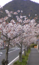 花見しました(^O^)