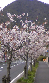 花見しました(^O^) 画像3