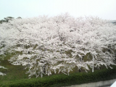 新潟の桜は満開です～ﾟ+｡ 画像1