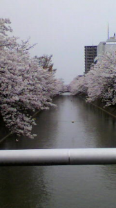 満開です 画像1