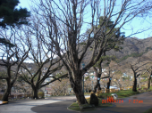 函館の桜 画像1