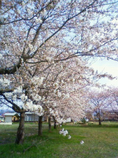 見頃、食べごろ、　・・・♪ 画像1