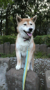 ☆ビビリンなNANA さん 画像1