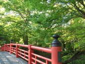 新緑の季節になりました 画像1