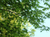 新緑の季節になりました 画像2