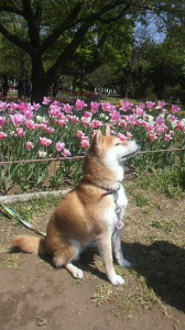 ☆甘えられない・・・？？？ 画像2