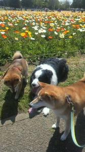 ☆甘えられない・・・？？？ 画像3