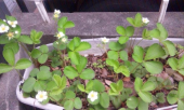 いちごの花 画像2