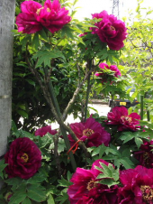 花、花、花　ヾ(´▽｀*)ゝ"ｳﾜｧｰ 画像3