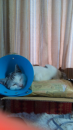 調査活動(￣(工)￣)
