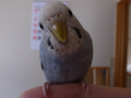 うさこじ君、イチちゃん、ハチちゃん、、、食べてしまいたいくらいチュキチュキ