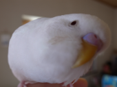 うさこじ君、イチちゃん、ハチちゃん、、、食べてしまいたいくらいチュキチュキ 画像3