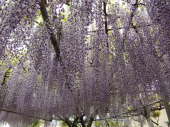 市川市　高円寺の藤棚 画像1