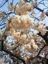 恋バナ　・・・♪ 画像1
