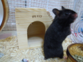 雑感（動物キターーーーー編）