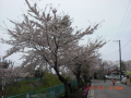 桜満開