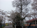 桜満開