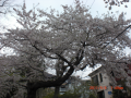 函館公園の桜