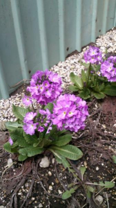 まんまる桜草。 画像2