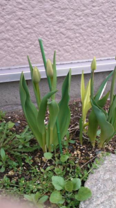 まんまる桜草。 画像3