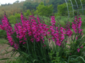 夏バテ？ 画像1