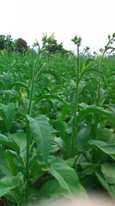 心止作業② 画像1