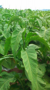 心止作業② 画像2