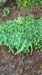 心止作業② 画像3