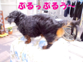 中島美嘉コンサートへ 画像3