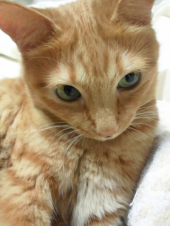 今日は書くことがないので・・・。 画像1