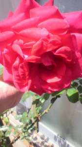 庭の花々 画像1